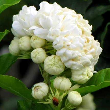 Grand Duke Tuscany Jasmine Plant - 2-3ft tall