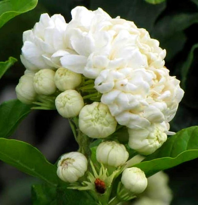 Grand Duke Tuscany Jasmine Plant - 2-3ft tall
