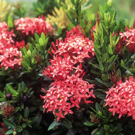 Dwarf Red Ixora Flower Plant - 2ft tall