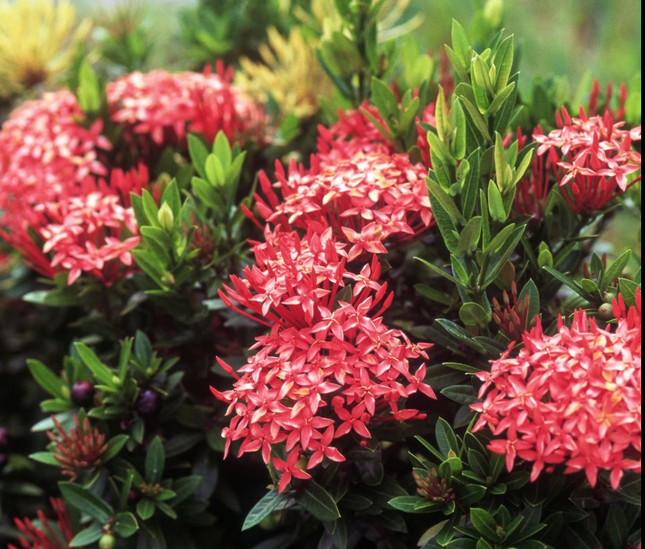 Dwarf Red Ixora Flower Plant - 2ft tall