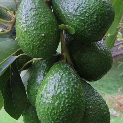Grafted Winter Mexico Avocado Tree