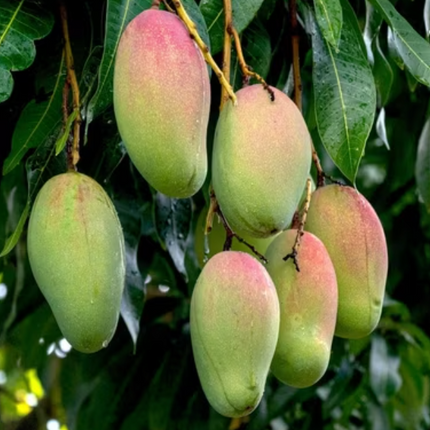Grafted Valencia Pride Mango Tree