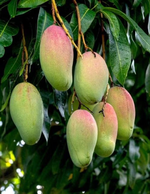 Grafted Valencia Pride Mango Tree