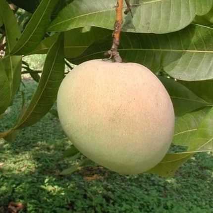 Grafted Tebow (Young) Mango Tree