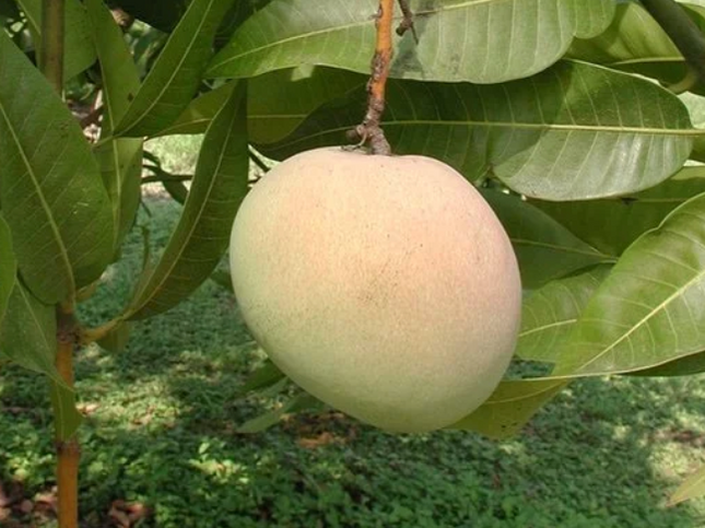 Grafted Tebow (Young) Mango Tree