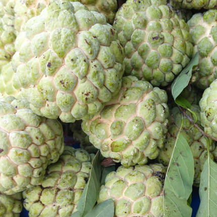 Air-layered Sugar Apple Fruit Tree