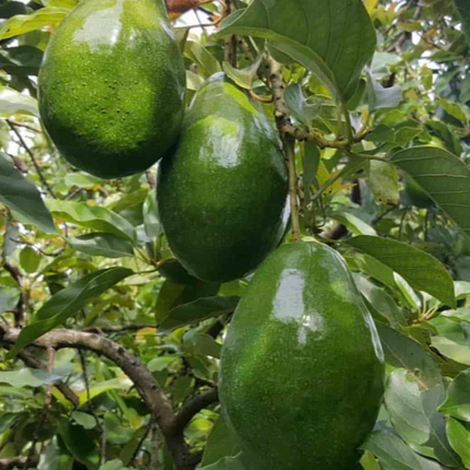 Grafted Simmond Avocado Tree