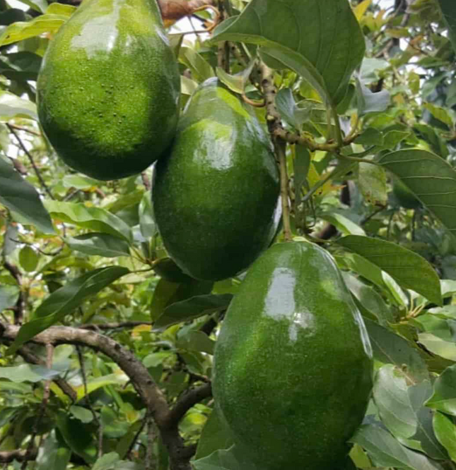 Grafted Simmond Avocado Tree
