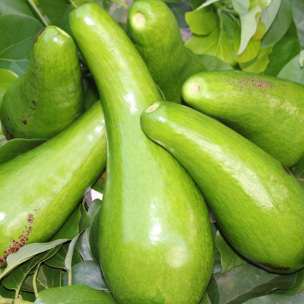 Grafted Russell Avocado Tree