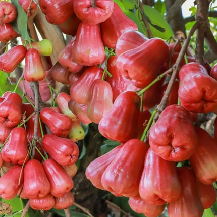 Air-Layered Red Dragon Wax Apple Tree