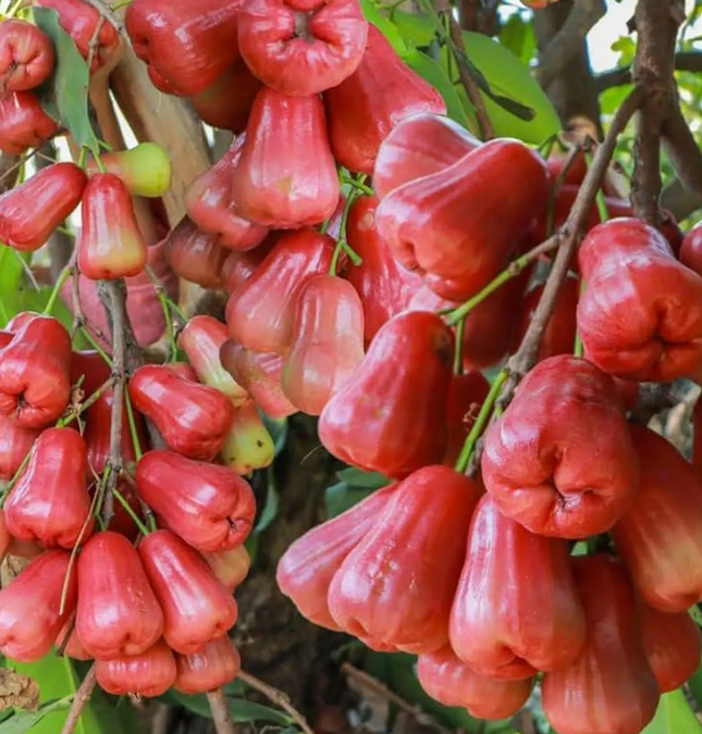 Air-Layered Red Dragon Wax Apple Tree