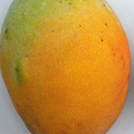 Grafted Pina Colada Mango Tree