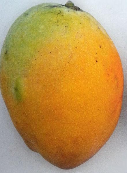 Grafted Pina Colada Mango Tree