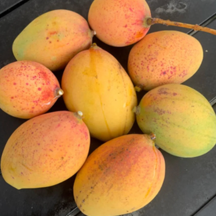 Grafted Pickering Mango Tree