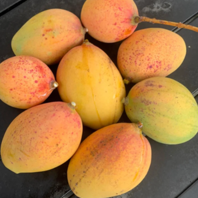 Grafted Pickering Mango Tree