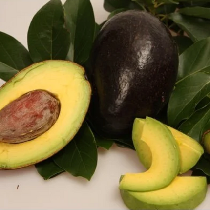 Grafted Oro Negro Avocado Tree