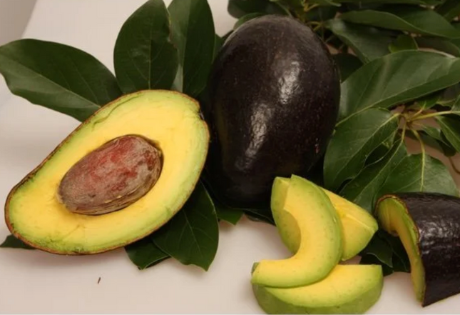Grafted Oro Negro Avocado Tree