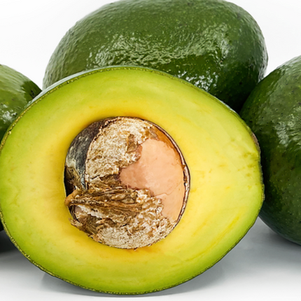 Grafted Monroe Avocado Tree