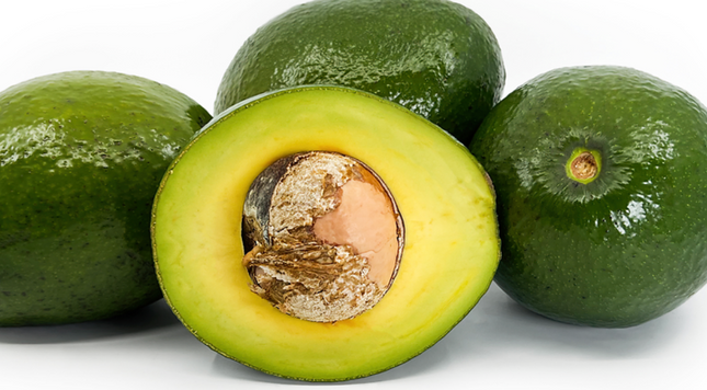 Grafted Monroe Avocado Tree