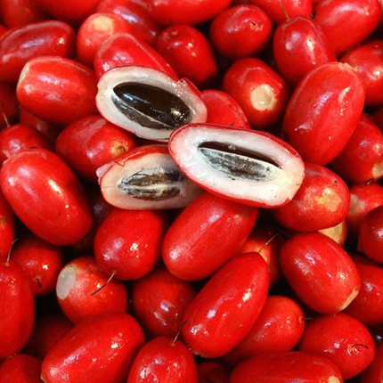 Grafted Miracle Fruit Tree