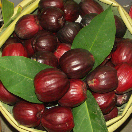 Air-layered Malay Apple Tree