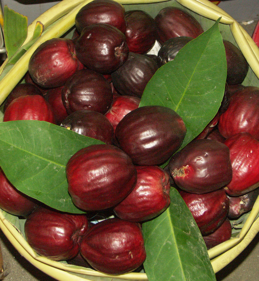 Air-layered Malay Apple Tree