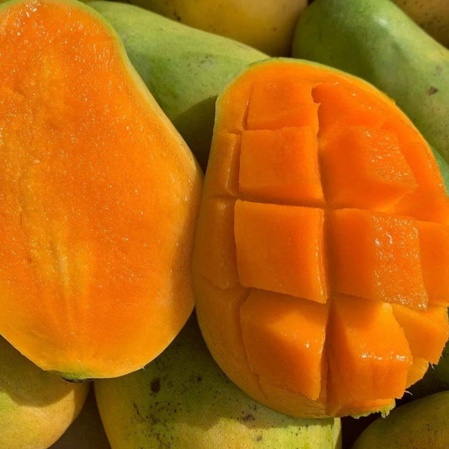 Grafted Madame Francis Mango Tree