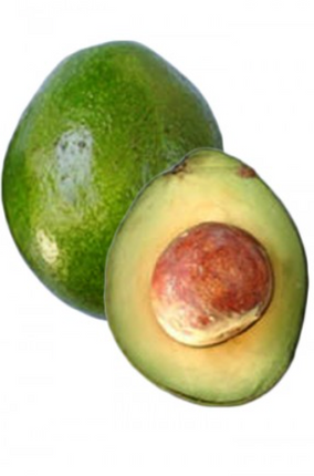 Grafted Lula Avocado Tree