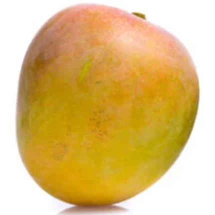 Grafted Lil Gem Mango Tree