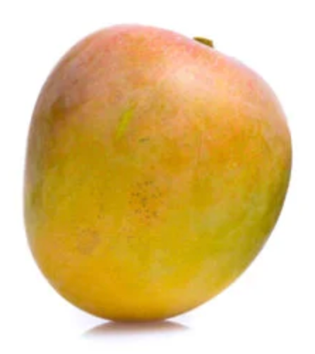 Grafted Lil Gem Mango Tree
