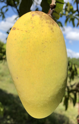Grafted Lemon Zest Mango Tree