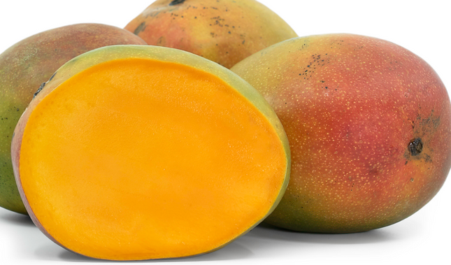 Grafted Kent Mango Tree
