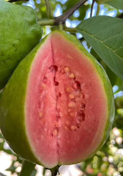 Air-layered Ruby Supreme Guava Tree