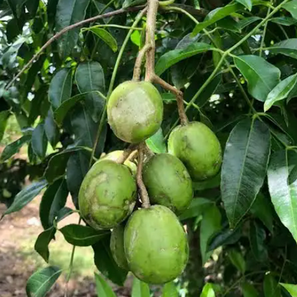 Air-layered Dwarf June Plum Tree
