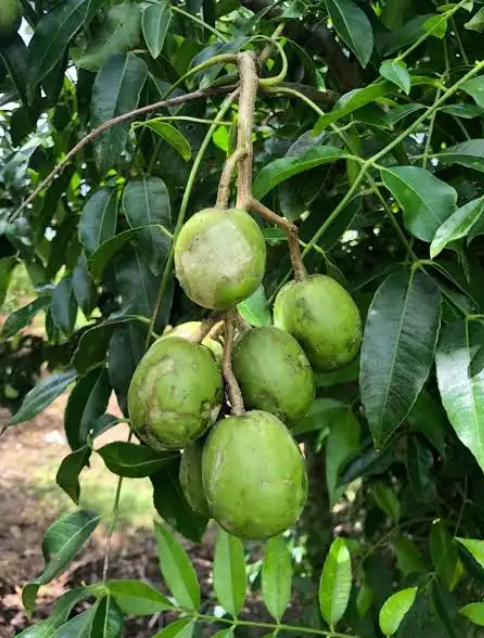 Air-layered Dwarf June Plum Tree