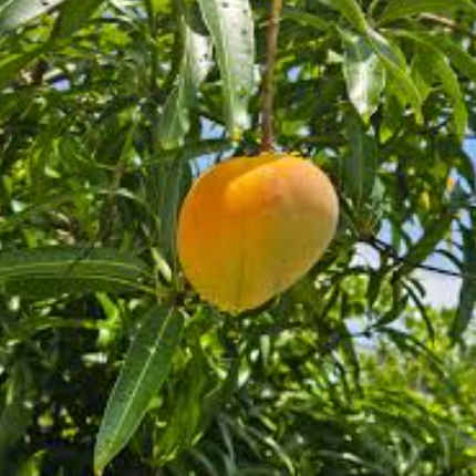 Grafted Ice Cream Mango Tree