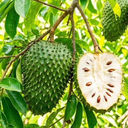 Air-Layered Soursop Fruit Tree