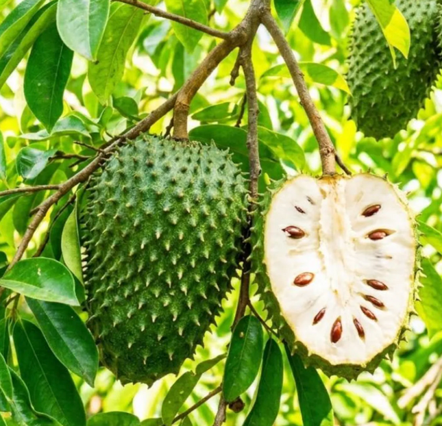 Air-Layered Soursop Fruit Tree