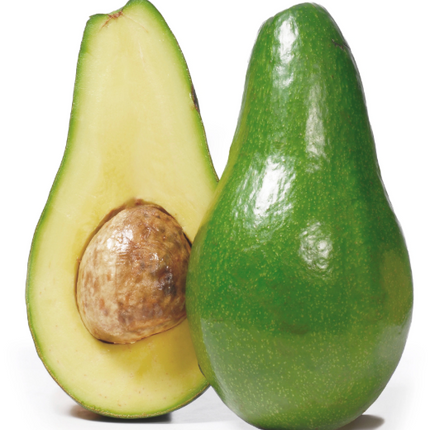 Grafted Hall Avocado Tree