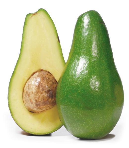 Grafted Hall Avocado Tree