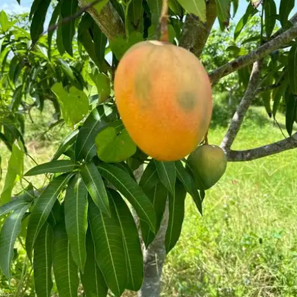 Grafted Glenn Mango Tree