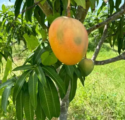 Grafted Glenn Mango Tree