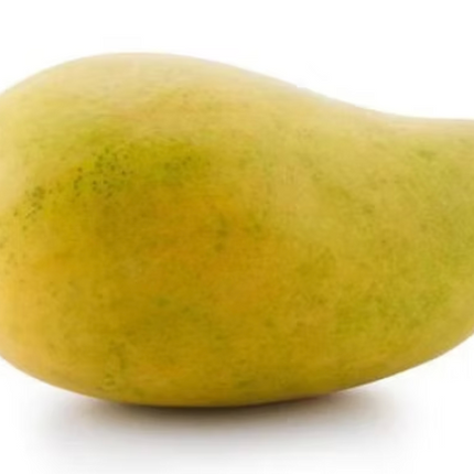 Grafted East Indian Mango Tree