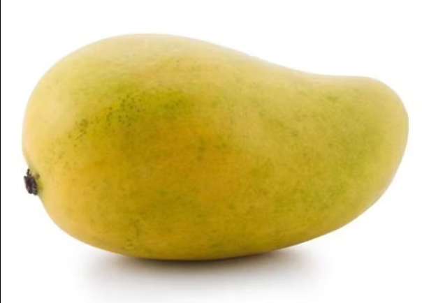 Grafted East Indian Mango Tree