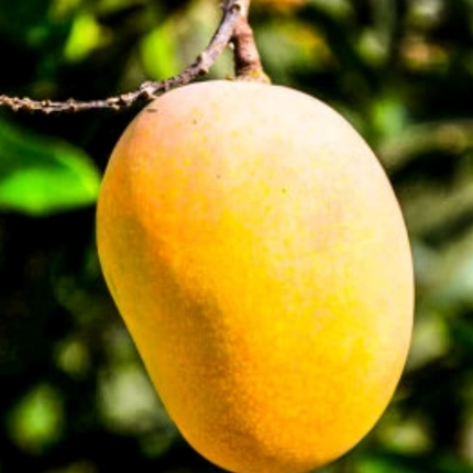 Grafted Cotton Candy Mango Tree