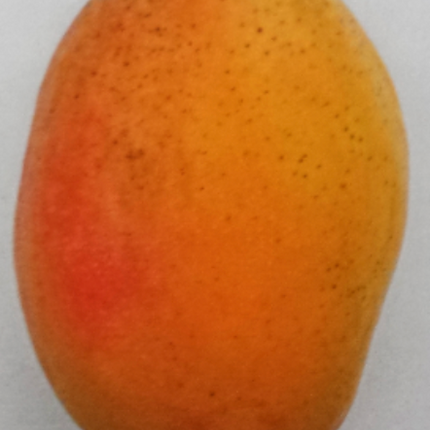 Grafted Coconut Cream Mango Tree