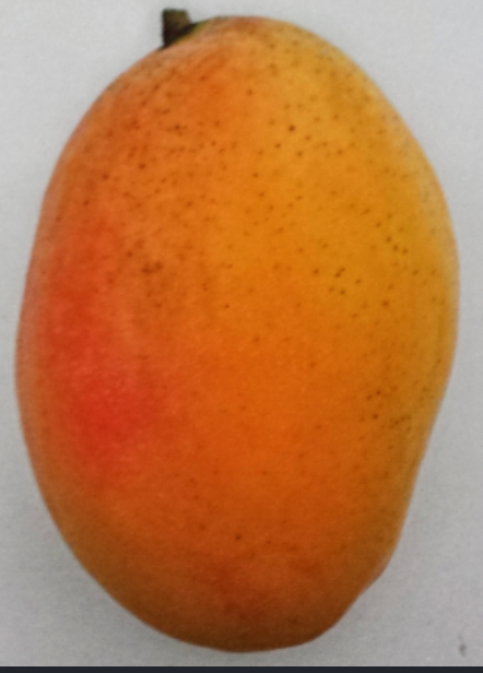 Grafted Coconut Cream Mango Tree