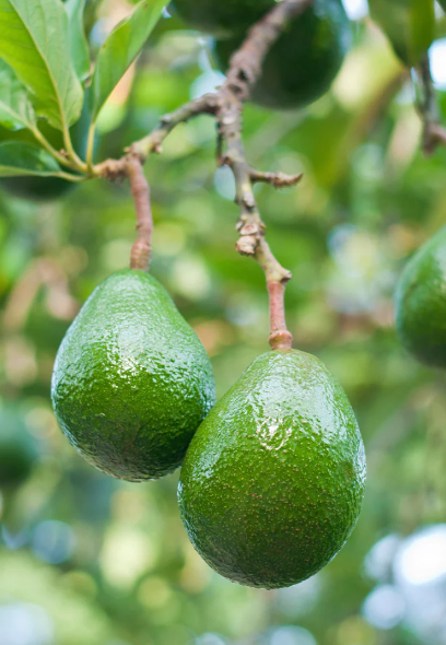 Grafted Choquette Avocado Tree