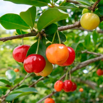 Air-layered Barbados Cherry Tree
