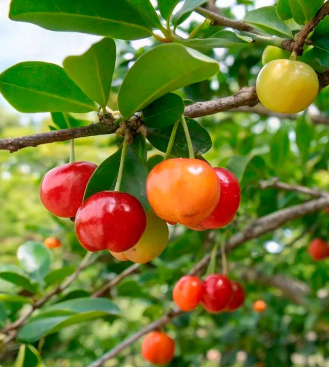 Air-layered Barbados Cherry Tree